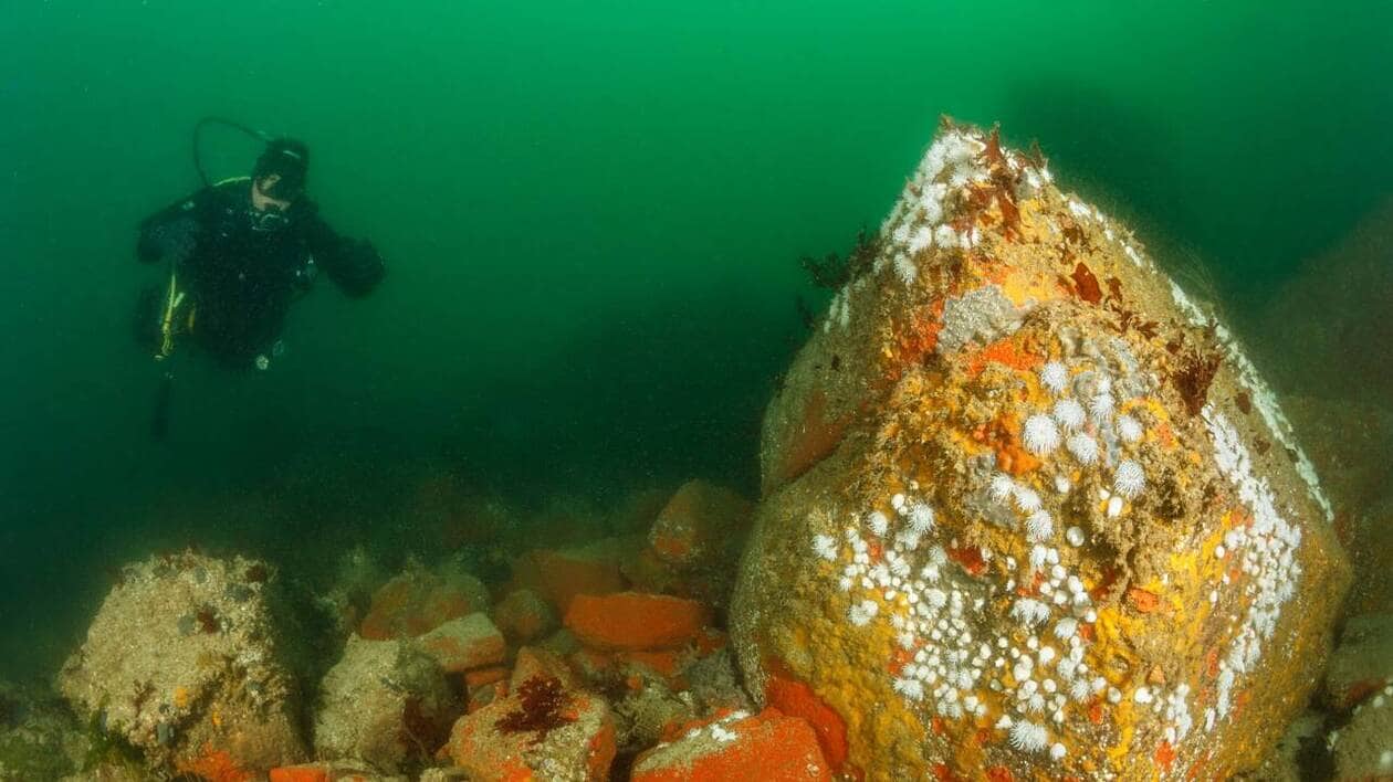 illustration plongée